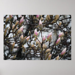 Poster Magnolia Tree Buds in Spring before blossoms
