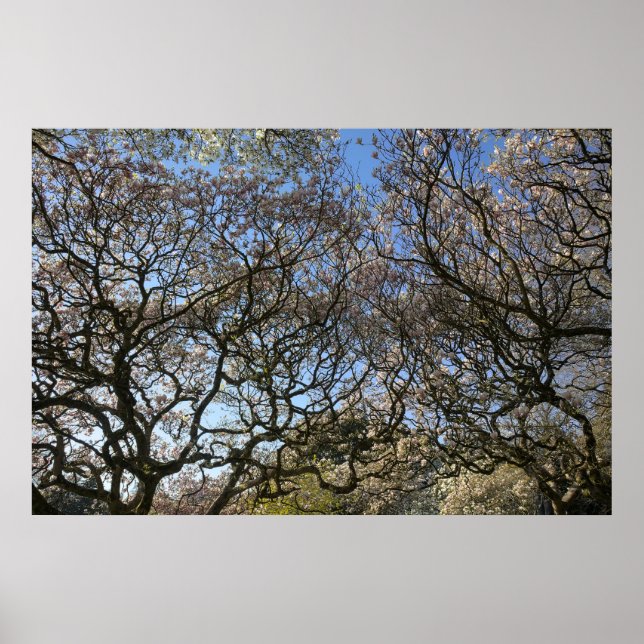 Poster Magnolia Trees, Branches et Blossom 05 (Devant)