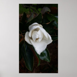 Poster Magnolias par sky boivin