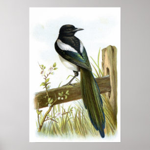 Poster Magpie
