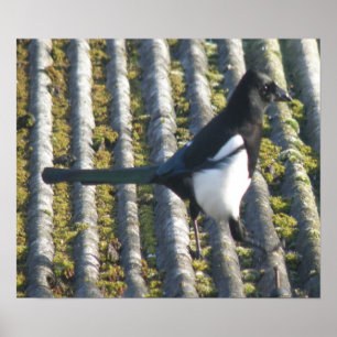 Poster Magpie avec oeil beady Imprimer