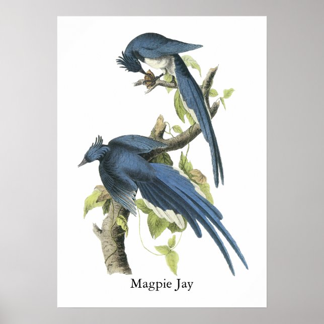 Poster Magpie Jay, John Audubon (Devant)