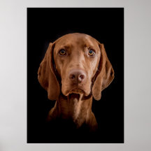 Poster Magyar Vizsla Ō en!