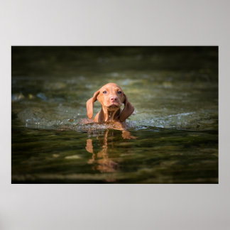 Poster Magyar Vizsla Puppy verschiedene Größen! !