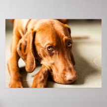 Poster Magyar Vizsla verschiedene Größen! !