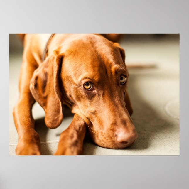 Poster Magyar Vizsla verschiedene Größen! ! (Devant)