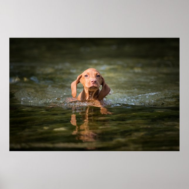 Poster Magysla Puppy en! (Vorne)