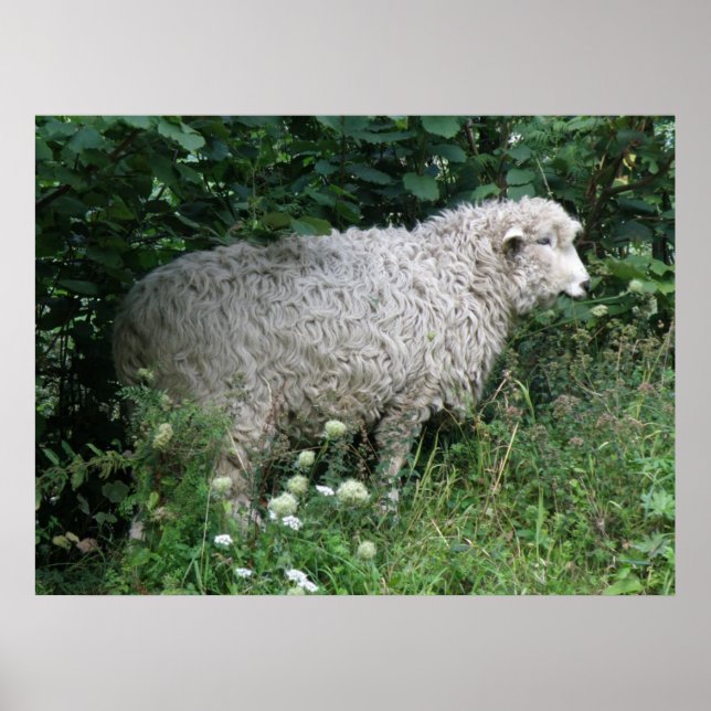 Poster Maigre Gourmande Manger des moutons Imprimer (Devant)