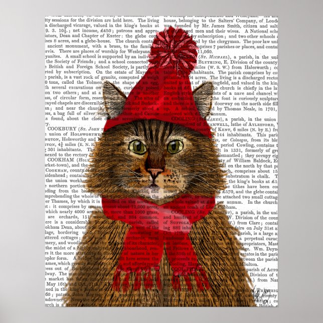 Poster Maine Coon (Devant)