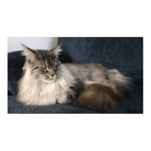 Maine Coon