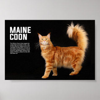Poster Maine Coon Cat Breed