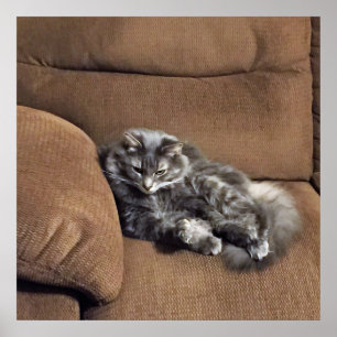 Poster Maine Coon Chat sur Sofa