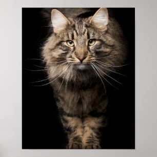 Poster Maine Coon gros chat chaton voix