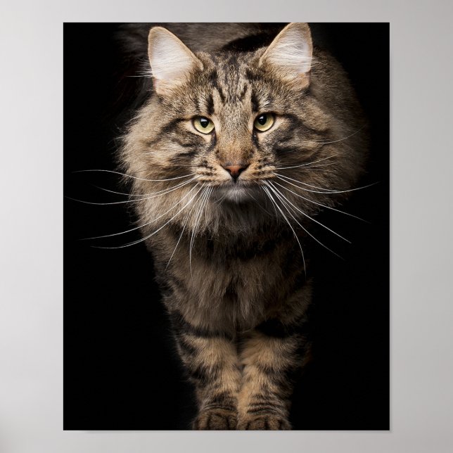 Poster Maine Coon gros chat chaton voix (Devant)
