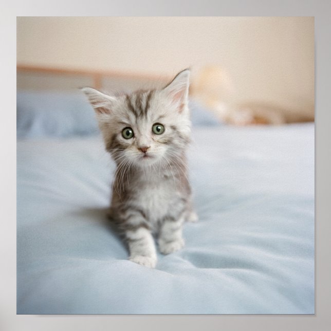 Poster Maine Coon Kitten (Devant)