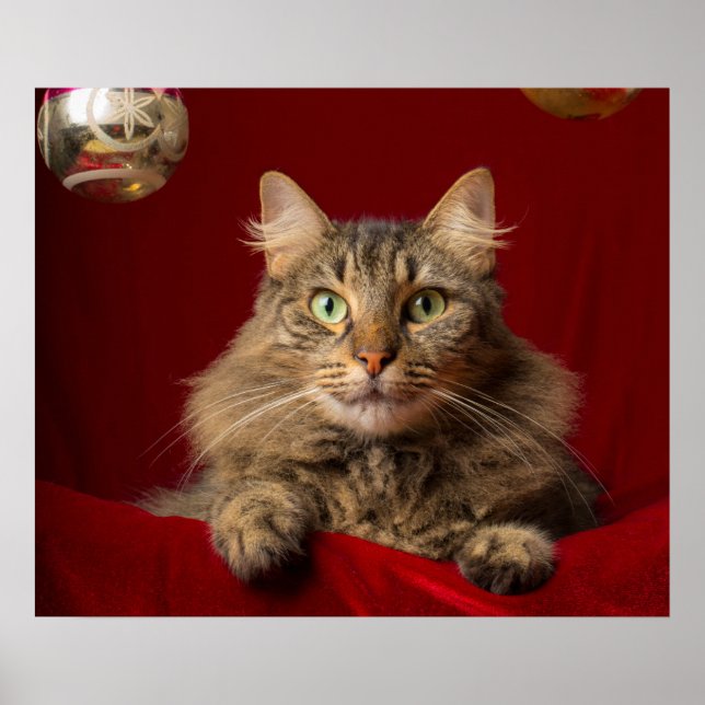 Poster Maine Coon pour Noël avec collectionneur (Devant)