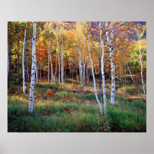 Poster Maine, Parc national d'Acadia, Automne