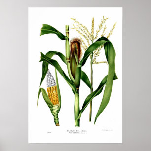 Poster Maïs