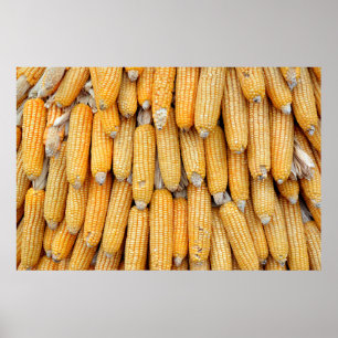 Poster Maïs séché empilé.