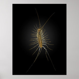 Poster Maison Centipede Scutigera Coleoptrata