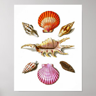 Poster Maison de plage Décor Sea Shell Art Prints no. 14