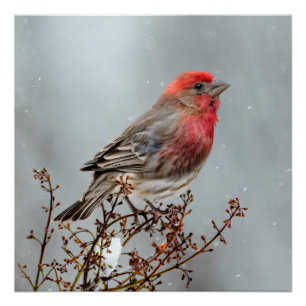Poster Maison Finch en Neige - Photo originale