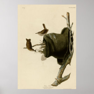 Poster Maison Wren