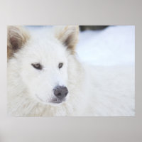 Majesté