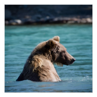 Poster Majestic Alaskan Brown Bear