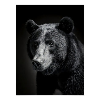 Poster Majestic Bear Portrait - Black and White Wildlife