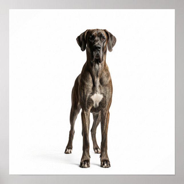 Poster Majestic Great Dane (Devant)