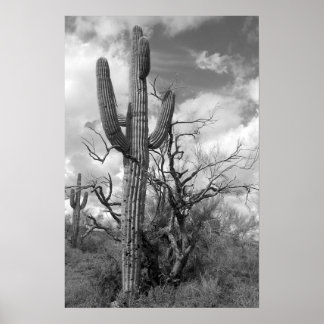 Poster Majestic Saguaro Cactus (b/w)