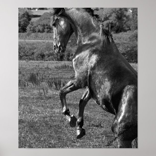 Poster Majestueux (Devant)