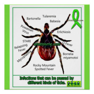 Poster Maladie de Lyme et Infection Co