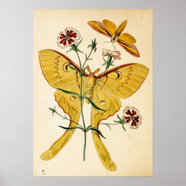 Poster Malaisie Moon Moth & Chine Rose (Devant)