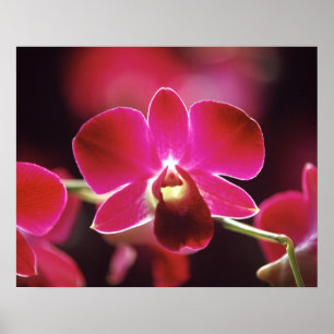 Poster Malaisie, Orchidée