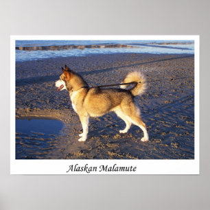 Poster Malamute d'Alaska