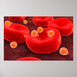 Poster Malaria Parasites Within Red Blood Cells