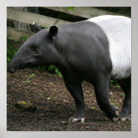 Poster Malayan Tapir