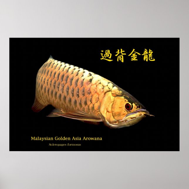 Poster Malaysian Golden Arowana (Devant)
