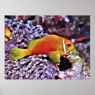 Poster Maldive Anenomefish