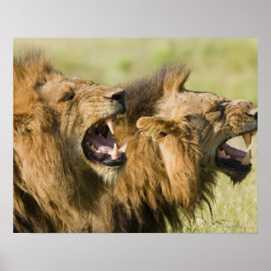 Poster Male lions roaring, Greater Kruger National