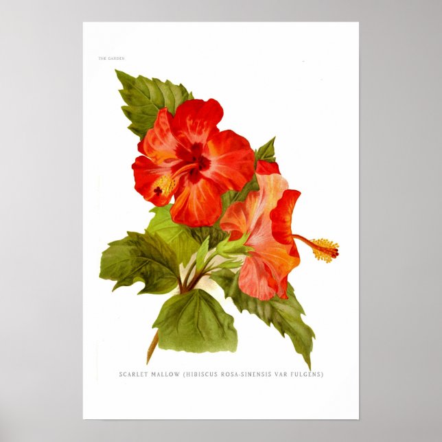 Poster Malfre des araignées (Hibiscus) (Devant)
