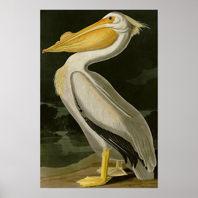 Poster Malibu Life Design Series Pelican (Devant)