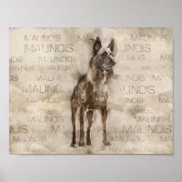 Malinois belge - Mechelaar - Maligator