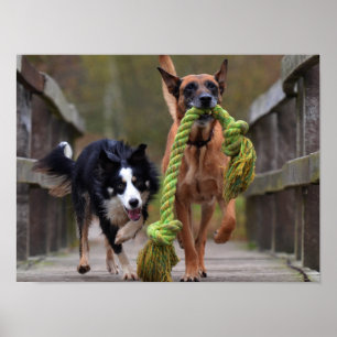 Poster Malinois et Border Collie courant sur un pont