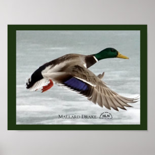 Poster Mallard Drake en vol
