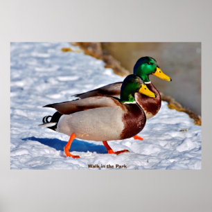 Poster Mallard Duck