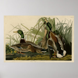 Poster Mallard Duck