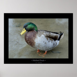 Poster Mallard Duck